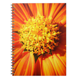 Stralende Oranje Bloem Macro Notitieboek Natuur Fo