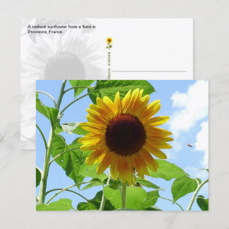 Stralende zonnebloem, Provence, Frankrijk - Briefkaart