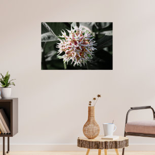 Stralende Zuiverheid: Witte Showy Milkweed Flower Poster