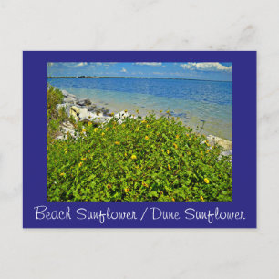 strand / Dune Sunflower briefkaart of uitnodiging