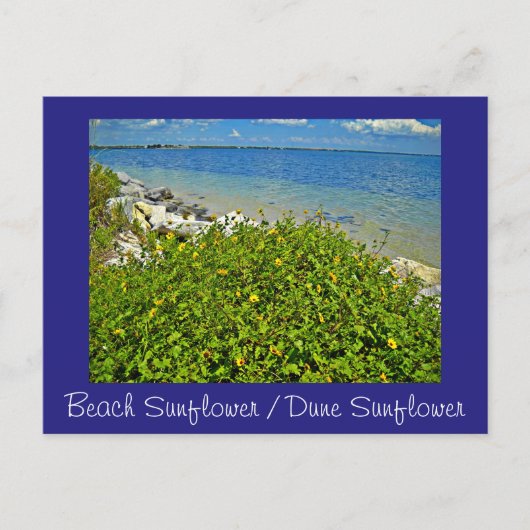 strand / Dune Sunflower briefkaart of uitnodiging (Voorkant)