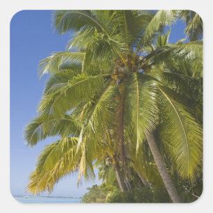 Strand op One Foot-eiland, Aitutaki, Cookeilanden Vierkante Sticker