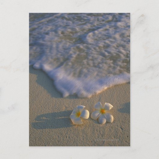 Strandbloem Briefkaart (Voorkant)