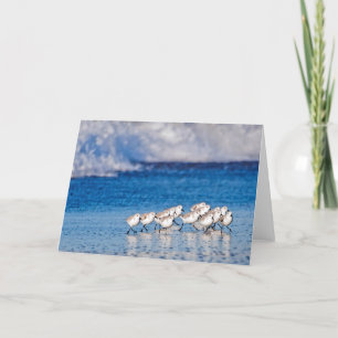 Strandvogels rennen kaart