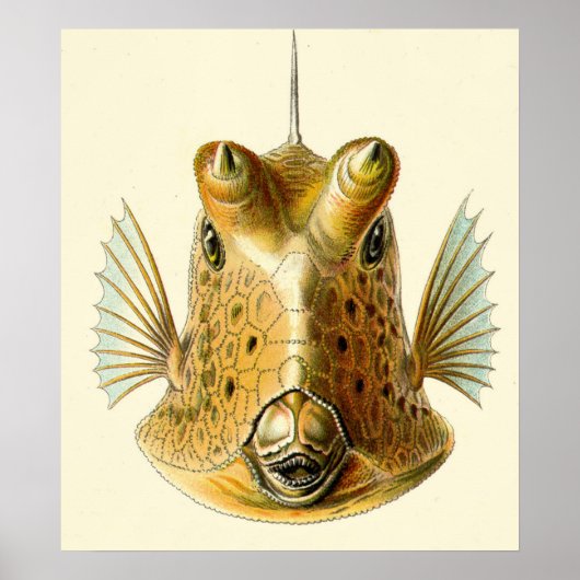 Strange Horned Fish Poster (Voorkant)