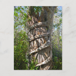 Strangler Fig, Big Cypress Swamp, Florida Briefkaart