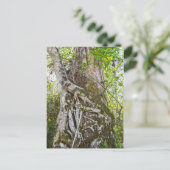 Strangler Fig, Big Cypress Swamp, Florida Briefkaart (Staand voorkant)