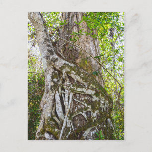 Strangler Fig, Big Cypress Swamp, Florida Briefkaart