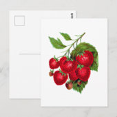Strawberry Berries Fruit Botanical Postcard Briefkaart (Voorkant / Achterkant)