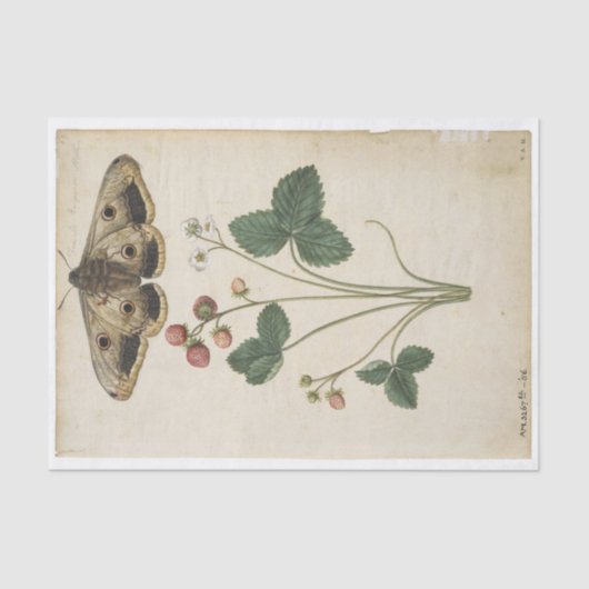 Strawberry en Emperor Moth door Jacques de Morgues Tissuepapier (Voorkant)