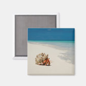 Strawberry Hermit Crab | Coenobita Perlatus Magneet (Voorkant / Achterkant)