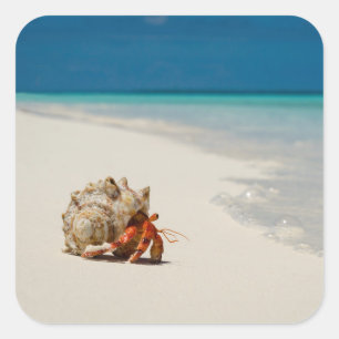 Strawberry Hermit Crab   Coenobita Perlatus Vierkante Sticker