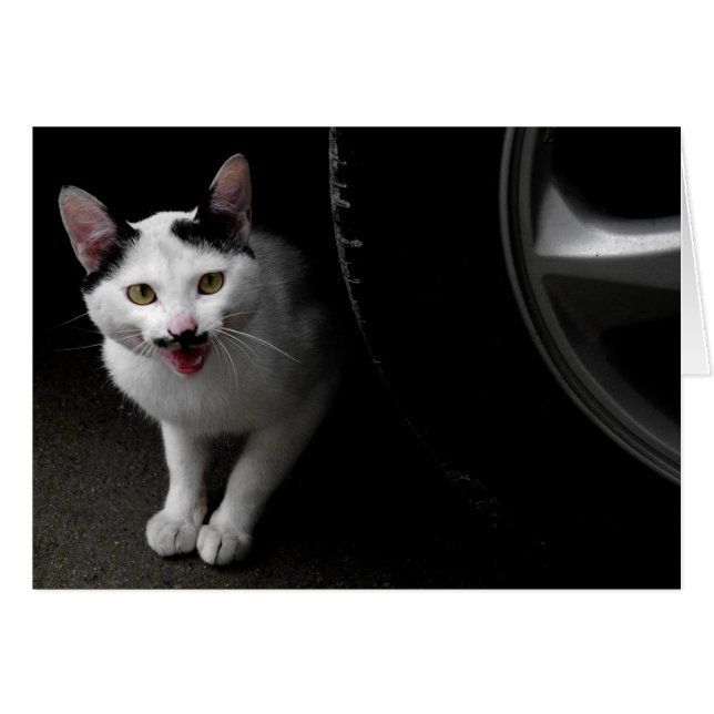 Stray Cat met Mustache (Voorkant Horizontaal)