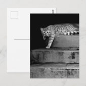 Stray Cat op Stairs Briefkaart (Voorkant / Achterkant)