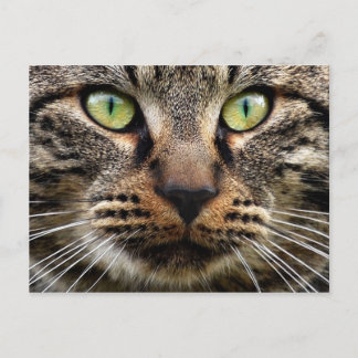 Stray Cat Stare Briefkaart