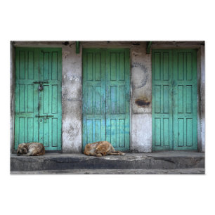 Strayhonden voor vuile groene deuren foto afdruk