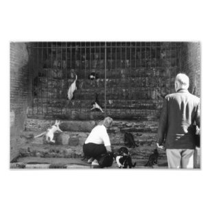 Straykatten in Venetië Italië Straattoeristen Foto Afdruk