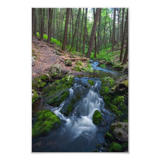 Stream Along the Trail Foto Afdruk (Voorkant)