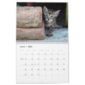 Street Cats Photo Wall Calendrier (Mar 2026)