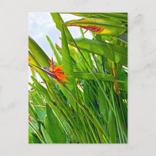Strelitzia Reginae & Leaves Briefkaart