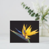 Strelitzia. Vogel van de paradijsbloem. Briefkaart (Staand voorkant)