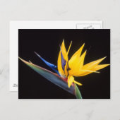Strelitzia. Vogel van de paradijsbloem. Briefkaart (Voorkant / Achterkant)