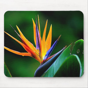 Strelitzia. Vogel van de paradijsbloem. Muismat