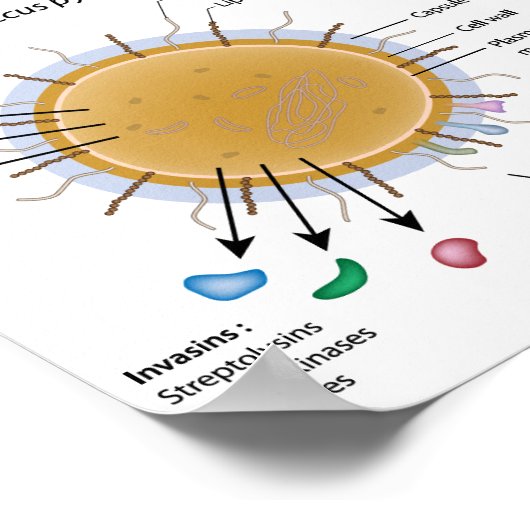 Strep-pyogenes met een schema. poster (Hoek)