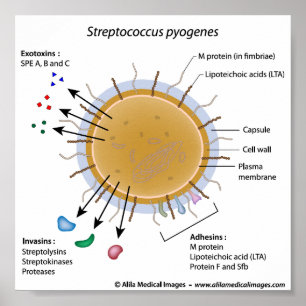 Strep-pyogenes met een schema. poster