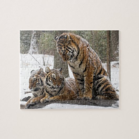 Stretching Tiger Legpuzzel (Horizontaal)