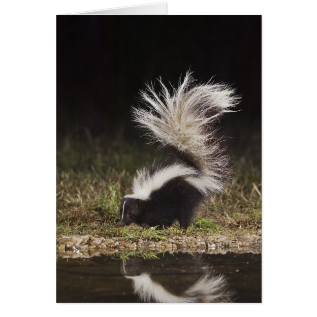Stried Skunk, Mephitis mephitis (Devant)