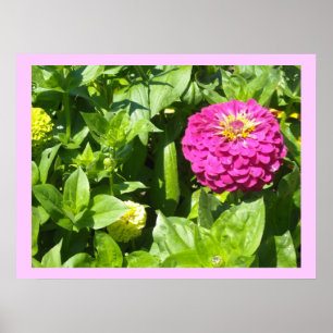 Strikende Roze Zinnia Poster