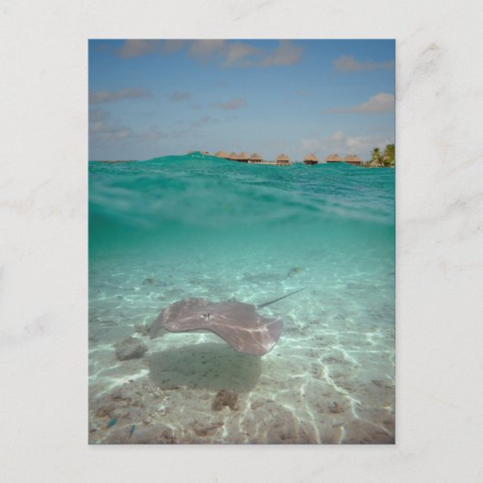 Stringray onderwater Bora Bora Briefkaart (Voorkant)