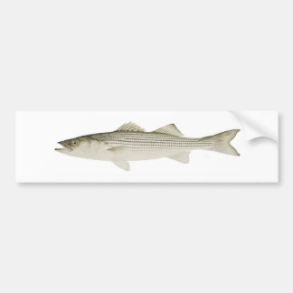 Striped Bass Bumpersticker