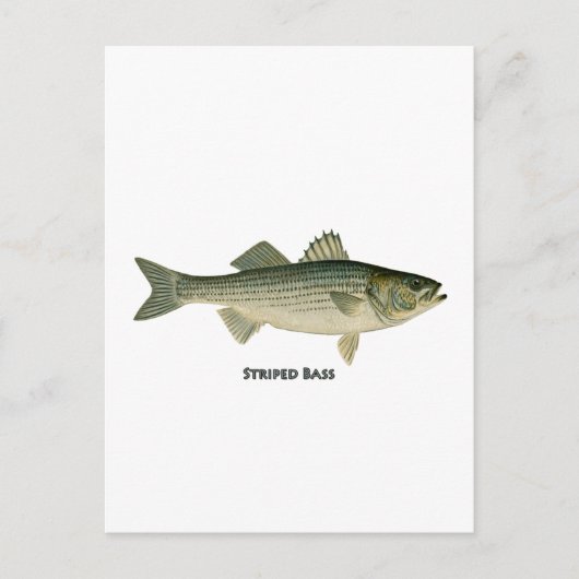 Striped Bass Logo Briefkaart (Voorkant)