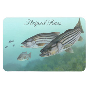 Striped Bass Painting Magnet Magneet