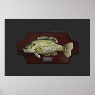 Striped Bass Trophy Plaque Poster