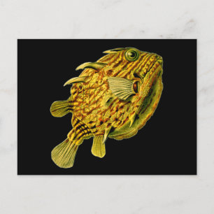 Striped Cowfish Ernst Haeckel Fine Art Briefkaart
