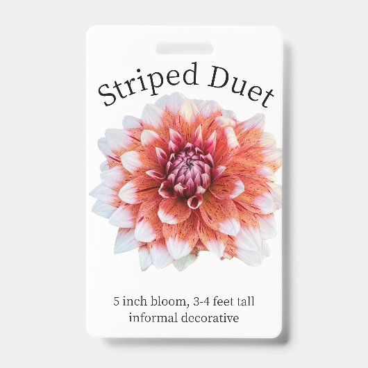 Striped Duet Dahlia ID Badge (Voorkant)