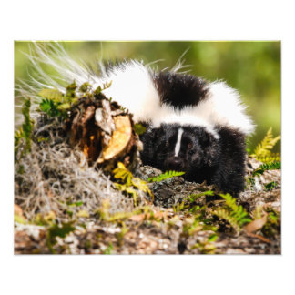 Striped Skunk Fern Log Foto Afdruk