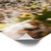 Striped Skunk Fern Log Foto Afdruk (Hoek)