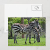 Stripes go with Everything. Briefkaart (Voorkant / Achterkant)