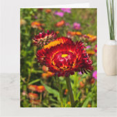 Strobloementuin Kaart (Voorkant)