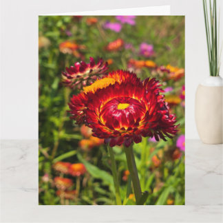 Strobloementuin Kaart