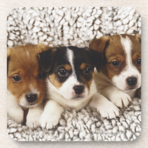 Strooisel van puppies bier onderzetter