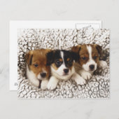 Strooisel van puppies briefkaart (Voorkant / Achterkant)