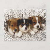 Strooisel van puppies briefkaart (Voorkant)