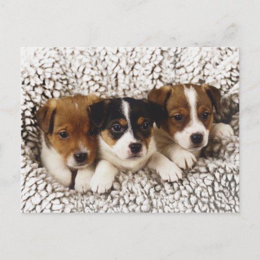 Strooisel van puppies briefkaart (Voorkant)