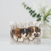 Strooisel van puppies briefkaart (Staand voorkant)
