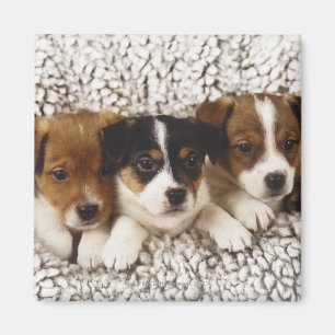 Strooisel van puppies magneet